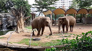 Saigon Zoo & Botanical Garden